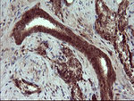 CSH1 Antibody in Immunohistochemistry (Paraffin) (IHC (P))