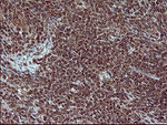 CSH1 Antibody in Immunohistochemistry (Paraffin) (IHC (P))