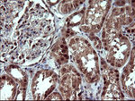 CSH1 Antibody in Immunohistochemistry (Paraffin) (IHC (P))