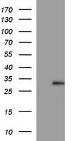 CSH1 Antibody in Western Blot (WB)