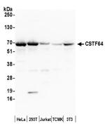 CSTF64 Antibody in Western Blot (WB)
