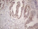 CTDSP2 Antibody in Immunohistochemistry (Paraffin) (IHC (P))