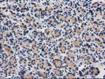 CTH Antibody in Immunohistochemistry (Paraffin) (IHC (P))