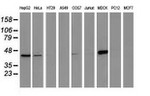 CTH Antibody in Western Blot (WB)