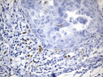 CTLA4 Antibody in Immunohistochemistry (Paraffin) (IHC (P))