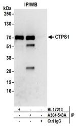 CTPS1 Antibody in Western Blot (WB)