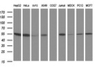 CUEDC2 Antibody in Western Blot (WB)