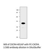 CXCR4 Antibody in Western Blot (WB)