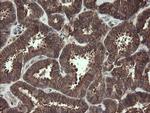 CXorf26 Antibody in Immunohistochemistry (Paraffin) (IHC (P))