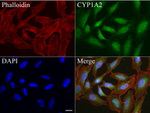 CYP1A2 Antibody in Immunocytochemistry (ICC/IF)