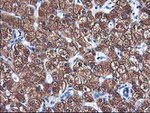 CYP2A6 Antibody in Immunohistochemistry (Paraffin) (IHC (P))