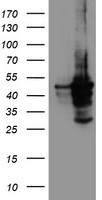 CYP2A6 Antibody in Western Blot (WB)