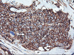 CYP2B6 Antibody in Immunohistochemistry (Paraffin) (IHC (P))