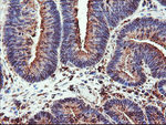 CYP2B6 Antibody in Immunohistochemistry (Paraffin) (IHC (P))