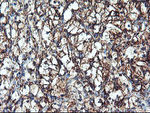 CYP2B6 Antibody in Immunohistochemistry (Paraffin) (IHC (P))