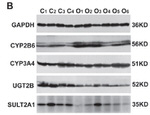 CYP2B6 Antibody in Western Blot (WB)