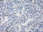 CYP2E1 Antibody in Immunohistochemistry (Paraffin) (IHC (P))