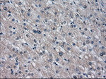 CYP2E1 Antibody in Immunohistochemistry (Paraffin) (IHC (P))