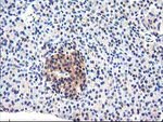 CYP2J2 Antibody in Immunohistochemistry (Paraffin) (IHC (P))