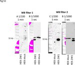 CYP2W1 Antibody in Western Blot (WB)