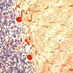 Calbindin D28K Antibody in Immunohistochemistry (IHC)