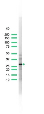 Calretinin Antibody in Western Blot (WB)