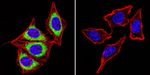 Calsequestrin Antibody in Immunocytochemistry (ICC/IF)