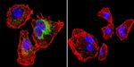 Calsequestrin Antibody in Immunocytochemistry (ICC/IF)