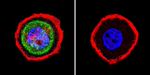 beta Catenin Antibody in Immunocytochemistry (ICC/IF)