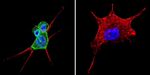 beta Catenin Antibody in Immunocytochemistry (ICC/IF)