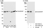 Cdc42GAP Antibody in Western Blot (WB)