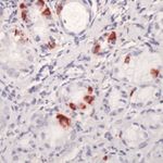 CCK Antibody in Immunohistochemistry (Paraffin) (IHC (P))