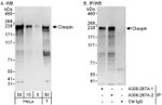 Claspin Antibody in Western Blot (WB)