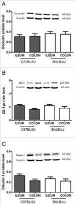 Claudin 1 Antibody in Western Blot (WB)