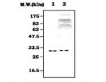 C1q Antibody in Western Blot (WB)