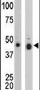 Creatine Kinase BB Antibody in Western Blot (WB)