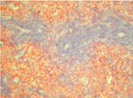 Crry Antibody in Immunohistochemistry (Frozen) (IHC (F))