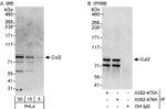 Cul2 Antibody in Western Blot (WB)