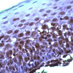 Cullin 2 Antibody in Immunohistochemistry (IHC)