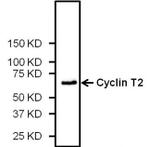 Cyclin T2 Antibody in Western Blot (WB)
