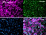 Cytochrome C Antibody in Immunocytochemistry (ICC/IF)