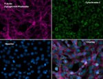 Cytochrome C Antibody in Immunocytochemistry (ICC/IF)