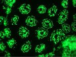 Cytokeratin 18 Antibody in Immunohistochemistry (Frozen) (IHC (F))