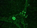 Cytokeratin 7 Antibody in Immunohistochemistry (Frozen) (IHC (F))