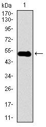 Dynactin 4 Antibody in Western Blot (WB)