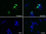 DCX Antibody in Immunocytochemistry (ICC/IF)