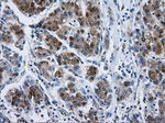 DCXR Antibody in Immunohistochemistry (Paraffin) (IHC (P))