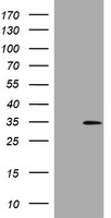 DDIT3 Antibody in Western Blot (WB)