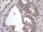 DDOST Antibody in Immunohistochemistry (Paraffin) (IHC (P))