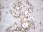 DDOST Antibody in Immunohistochemistry (Paraffin) (IHC (P))